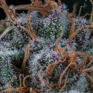 Amnesia Haze Cannabis Seeds