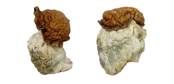 Oak Ridge Magic Mushrooms