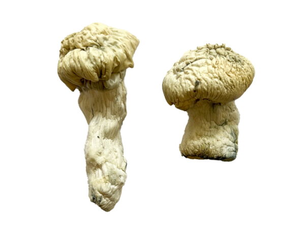Buy Albino Malabar Magic Mushrooms Online