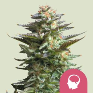 Amnesia Haze Cannabis Seeds