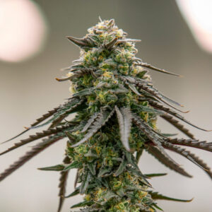 Biscotti Strain
