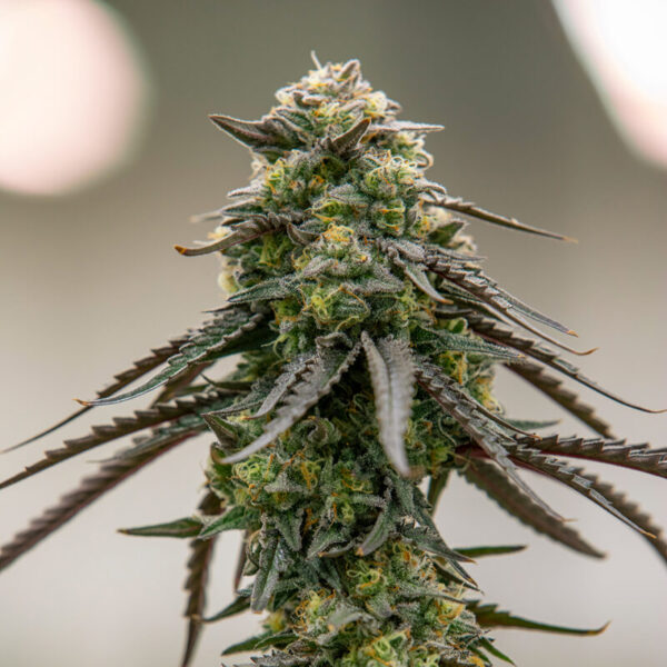 Biscotti Strain