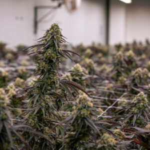 Gorilla Glue