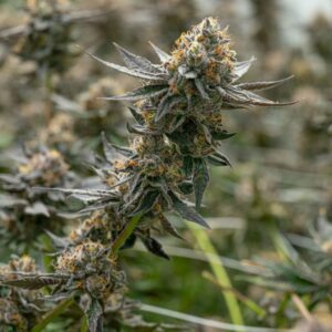 Golden Pineapple Strain