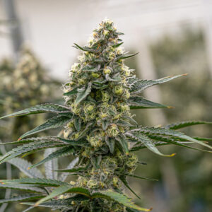 Girl Scout Cookies